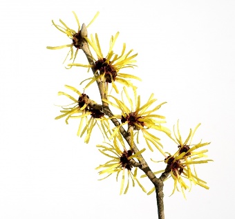 The witch hazel in the composition of the medium