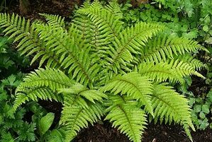 Compresses for the treatment of varicose veins